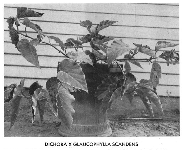 B. (glaucophylla scandens x dichroa)